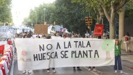 Vecinos de Huesca piden una ordenanza municipal que proteja el arbolado urbano