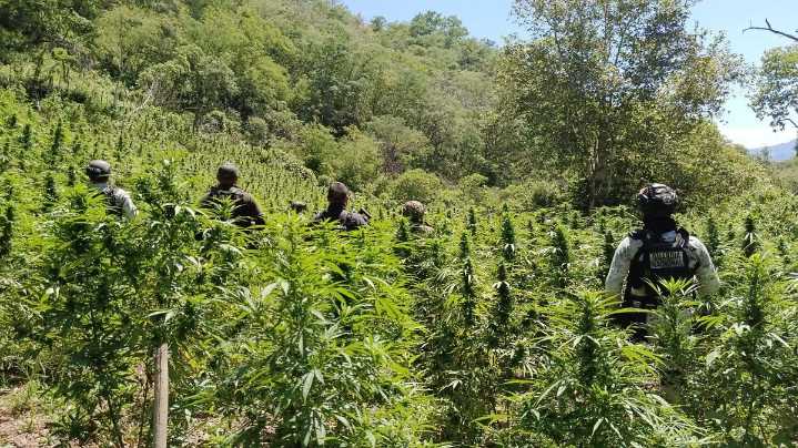 Guardia Nacional localiza y destruye plantío de marihuana en el municipio de Moris