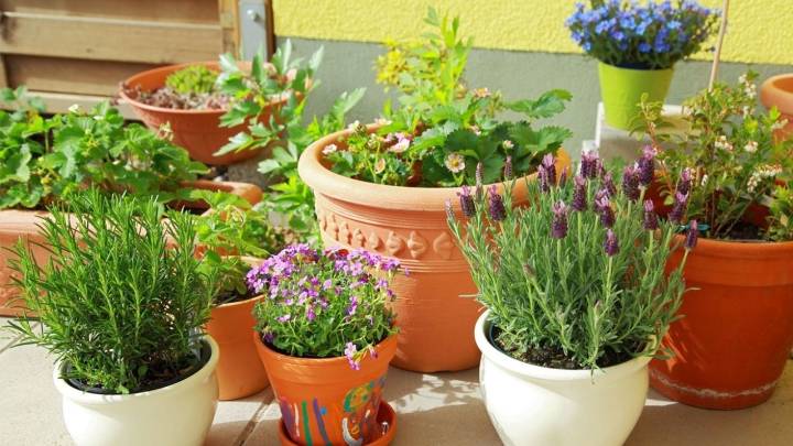 El secreto para mantener sanas tus plantas en maceta y que crezcan hermosas