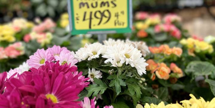 3 Things to Do ASAP After Buying Porch Mums This Fall