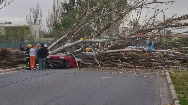 Tragedia en Maipú: un árbol cayó sobre un auto y mató a un hombre