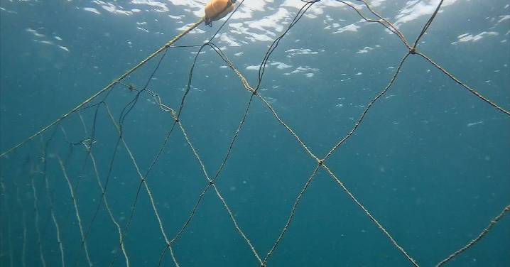 Shark nets go up on NSW beaches - but some will be removed soon
