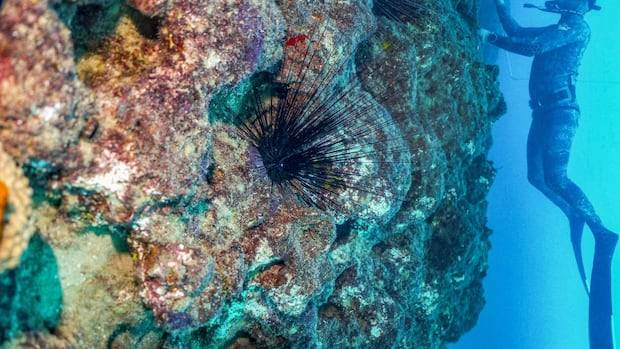 Oceans dangerously acidic from carbon emissions, report warns
