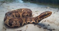 Florida snake bite season is reaching its peak. These tips could save your life.