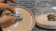 Video | Joven asegura que parte de un meteorito cayó en su casa y ahora tiene una extraña criatura: científicos niegan que sea un hongo
