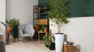 3 plantas que crecen como árboles y podés tener adentro de tu casa en cualquier esquina