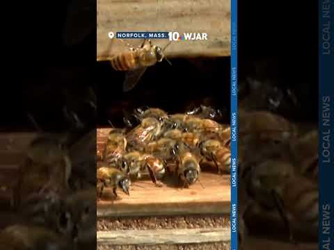 Inmates learn to be beekeepers