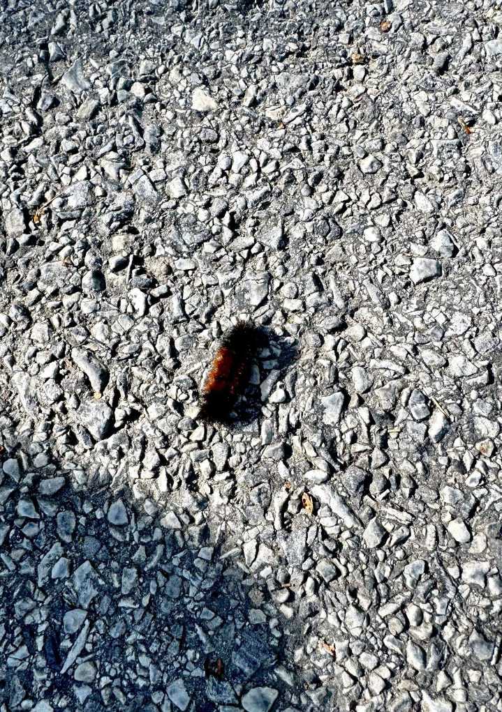 Harsh Winter In-Store for New Yorkers? This Caterpillar Gives Us An Answer