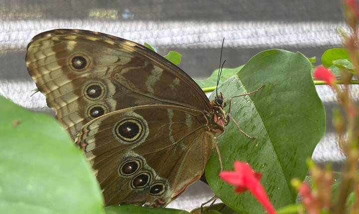 Descubre el paraíso de las mariposas en Barceloneta