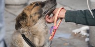 Día Mundial del Perro Adoptado: aquí te decimos dónde encontrar a tu próximo compañero de vida