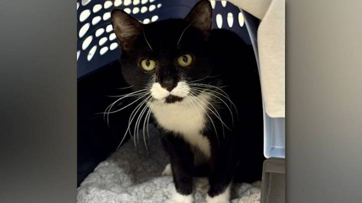 Laguna the tuxedo cat searching for his 'fur
