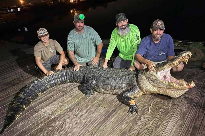 Mississippi Crew Catches '13-Foot Monster' Alligator from Reservoir