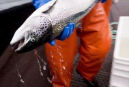 About 400,000 salmon dead across three fish farms in Newfoundland