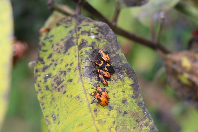 Garden Q&A: What are these bugs on my milkweed?