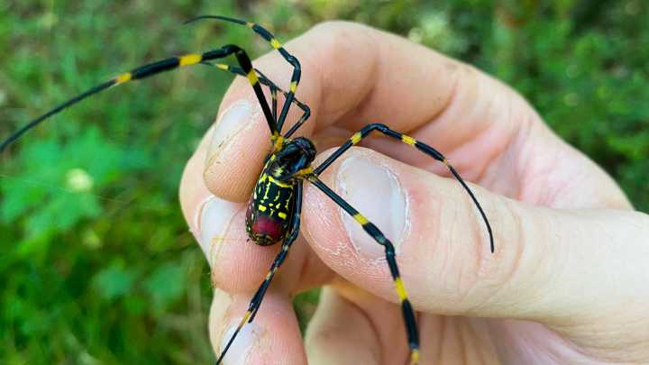Giant, venomous spiders are spreading in the US. Where they've been spotted