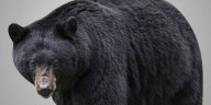 Bear enters home, takes food, and leaves in Simsbury