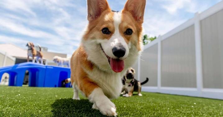 K9 Resorts Luxury Pet Hotel Announces First New York City Location in Brooklyn