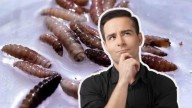 Gusano Barrenador en Monterrey: ¿Cómo prevenir su presencia en casa?