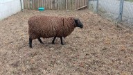 Un carnero a la fuga por el barrio de Nuevo Gijón: la Policía lo captura y ahora se busca a su dueño desde el albergue de animales