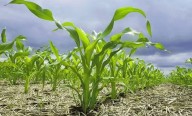 Fedeagro alerta que las lluvias afectaron el ritmo de la siembra de maíz