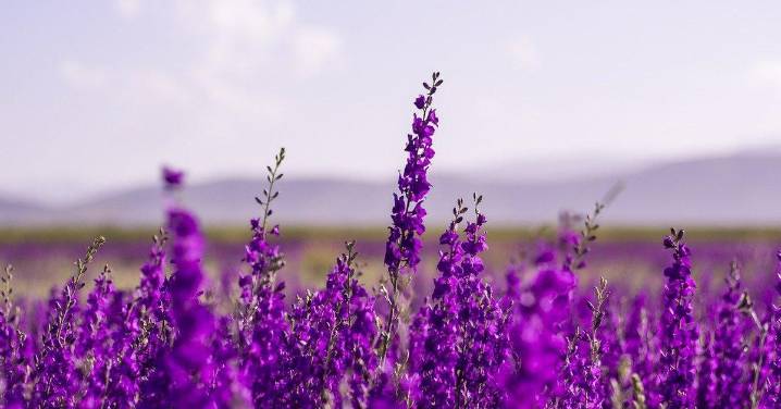 Cómo plantar y cuidar la lavanda paso por paso