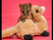Female Spotted Fanaloka Pup Born at Nashville Zoo