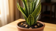 Pocos lo saben: por qué debes colocar cáscaras de pistacho en el sustrato de la sansevieria o lengua de suegra