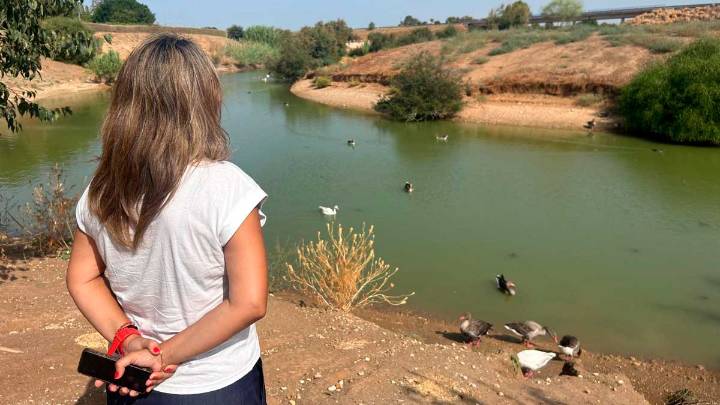 Confirmadas cuatro nuevas muertes de aves en Sevilla y la alta patogenicidad del Parque del Tamarguillo