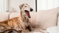 Qué significa que tu perro bostece cuando lo mirás, según veterinarios