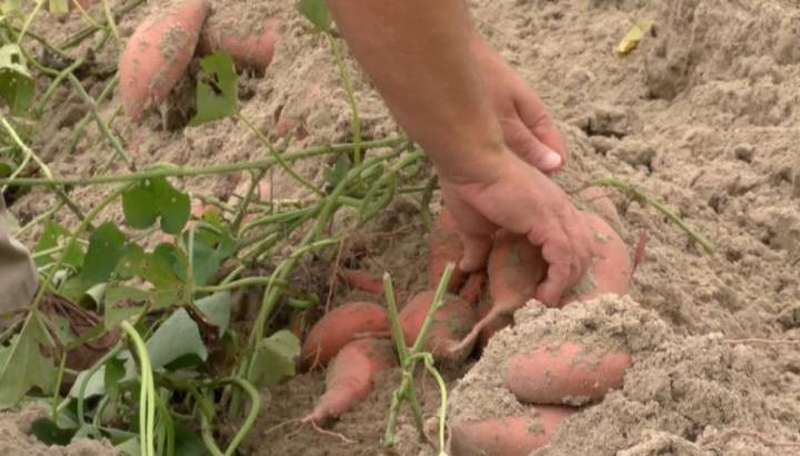 NC farmers brace for heavy rain that could ruin harvest