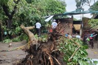 Lluvias causan caída de árboles y daños en escuelas