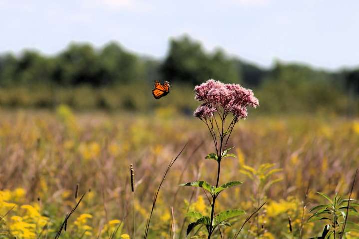 Up North farm offers free wildflower trail rich with bees, butterflies: 5 things to know
