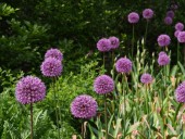 Plant these bulbs now for a show of purple ‘lollipops’ every spring: George’s Plant Pick of the Week