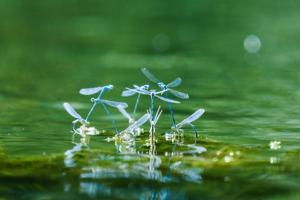 Dragonflies survived asteroids but may get wiped out by climate change