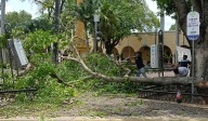 Dan atención a los reportes de árboles caídos en Mérida