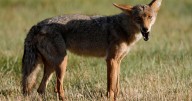 Playa del Rey residents have mixed feelings as coyote sightings become more regular