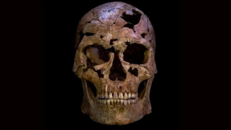 El antiguo cráneo humano descubierto en Grecia reescribe la segmento de tiempo evolutivo humano