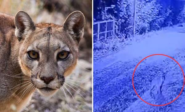 Puma suelto en zona norte: autoridades piden "no acercarse"