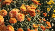 Grow These 11 Perennial Plants With Your Mums For A Showstopping Fall Garden