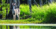 DNR confirms state's first cases of EHD for 2025 in deer