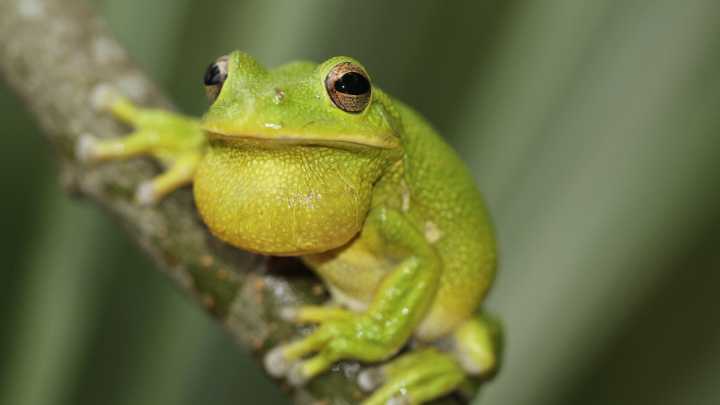 Tortoise, tree frog can be unpredictable guest stars