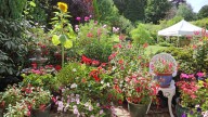 Growing This Pretty Perennial Flower Comes With A Surprisingly Tasty Perk