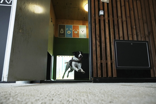 El aeropuerto de Roma inaugura un lujoso hotel para perros con servicios de lujo