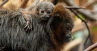 Chester Zoo celebrates incredibly rare monkey birth