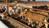 ¡Gusano barrenador alerta a ganaderos!