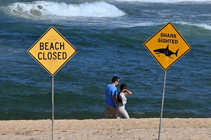 Muere un surfista tras el ataque de un gran tiburón en una playa de Sídney