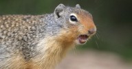 How to survive a squirrel attack as as gang of feral rodents hold villagers hostage