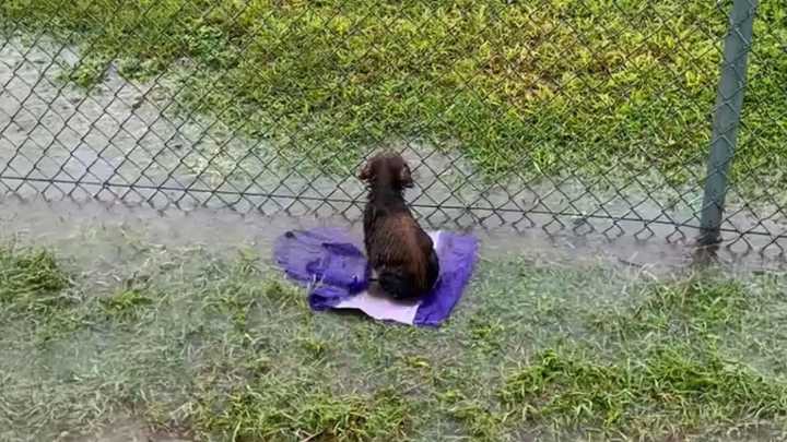 Texas Puppy Left In Flooded Baseball Field Kept Waiting Through Storm, Unaware He'd Been Abandoned