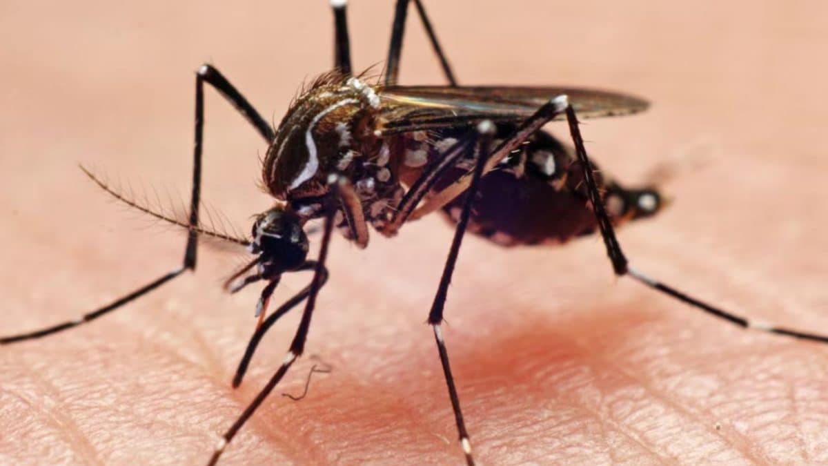 Snakes, Mosquitoes And 54 Hours Of Horror: China Woman’s Survival Story Will Send Chills Down Your Spine