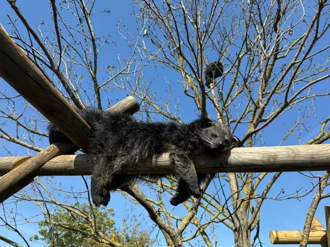Bearcat goes missing from UK zoo – only to walk back in 72 hours later
